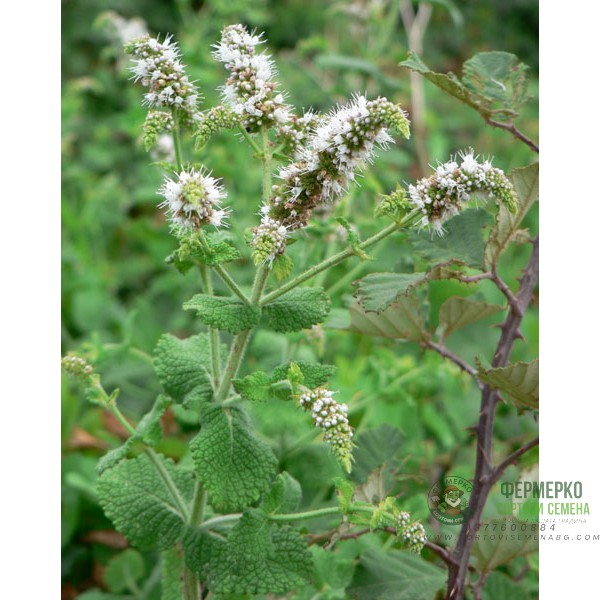 Семена от Мента (Ябълкова) Mentha rotundifolia