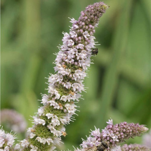 Семена от Мента (Ябълкова) / Mentha rotundifolia