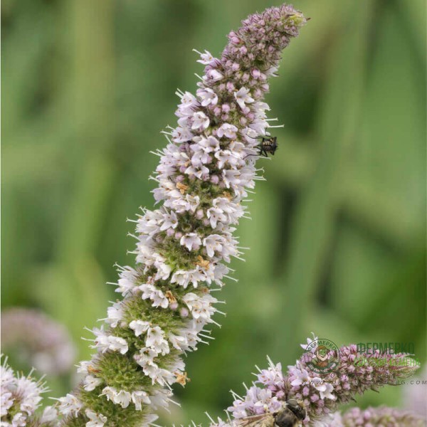 Семена от Мента (Ябълкова) Mentha rotundifolia
