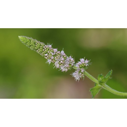 Семена от Мента (Ябълкова) / Mentha rotundifolia