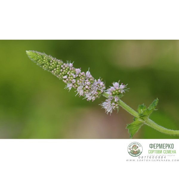 Семена от Мента (Ябълкова) Mentha rotundifolia