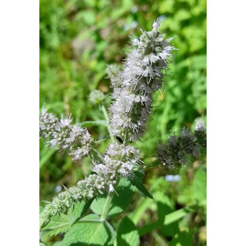 Семена от Мента (Ябълкова) / Mentha rotundifolia