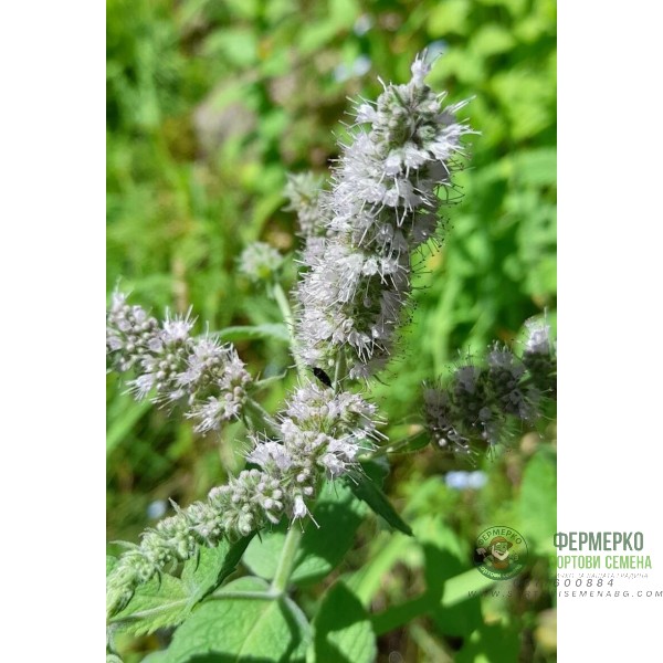 Семена от Мента (Ябълкова) Mentha rotundifolia