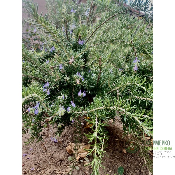 Семена от Розмарин Семена от Розмарин