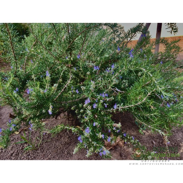 Семена от Розмарин Семена от Розмарин