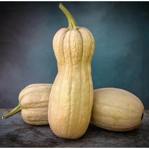 Тиква Бутернут (Набръчкана) / Butternut (Rugosa)