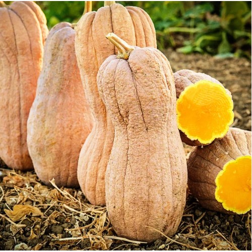 Тиква Бутернут (Набръчкана) / Butternut (Rugosa)