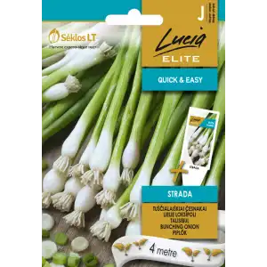 Семена на лента лук / Bunching strada