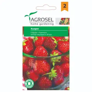 Ягоди Саксиини Ruegen