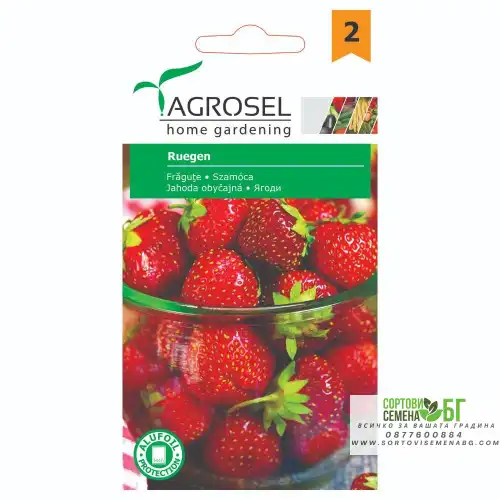 Ягоди Саксиини Ruegen