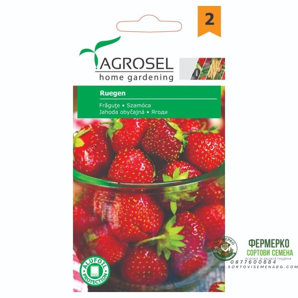 Ягоди Саксиини Ruegen