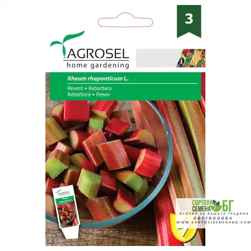 Ревен / Rheum rhaponticum Ревен / Rheum rhaponticum