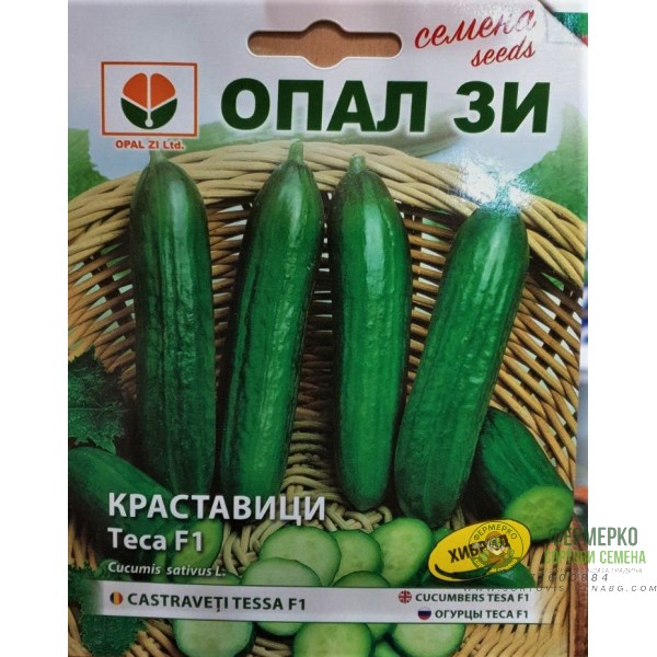 Краставици Теса F1 (средноплодни)