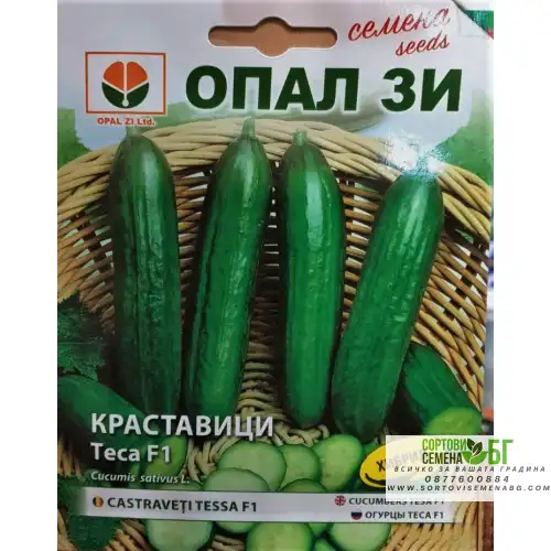 Краставици Теса F1 Краставици Теса F1