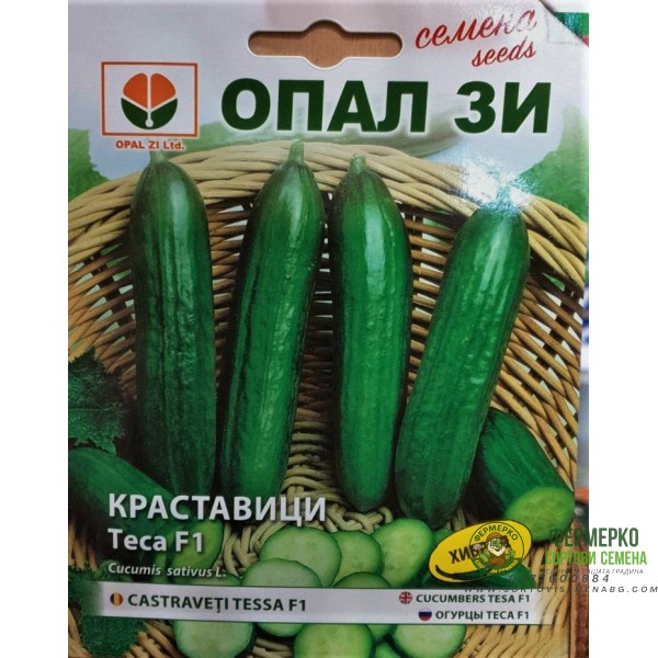 Краставици Теса F1 (средноплодни)
