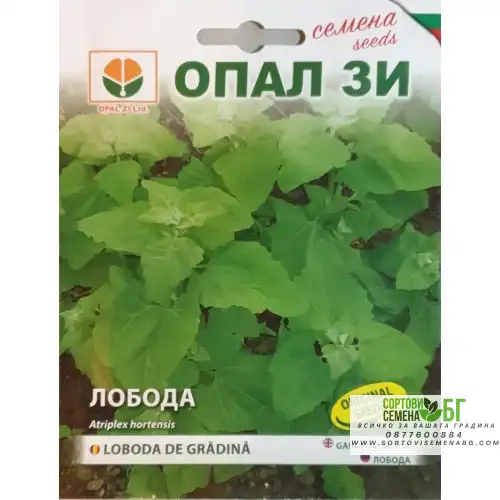 Лобода зелена