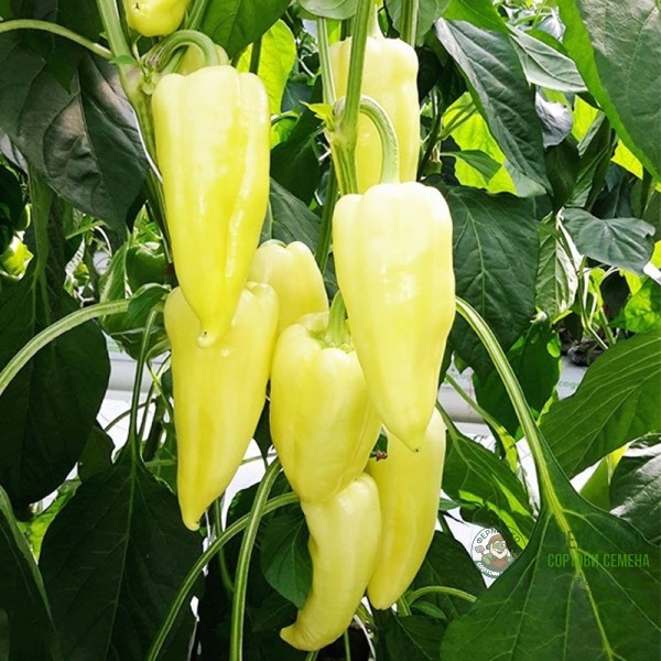 Пипер Бялa Капия