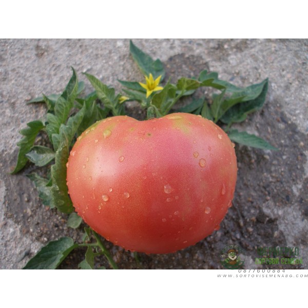 Домати Розова Магия