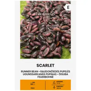 Фасул Скарлет / Scarlet (увивен с шарено лилаво-черно зърно)