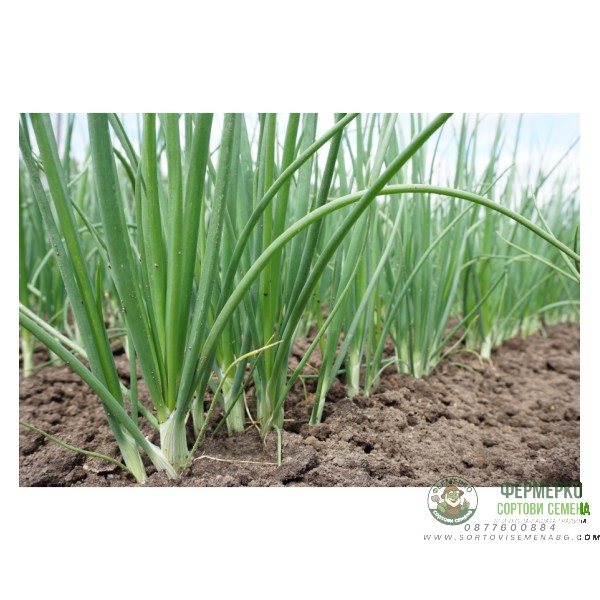 Органик Лук Пролетен за пера Witte Van Lissabon