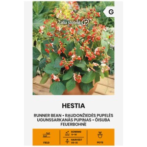 Фасул Хестия / Hestia (саксиен  с бяло зърно)