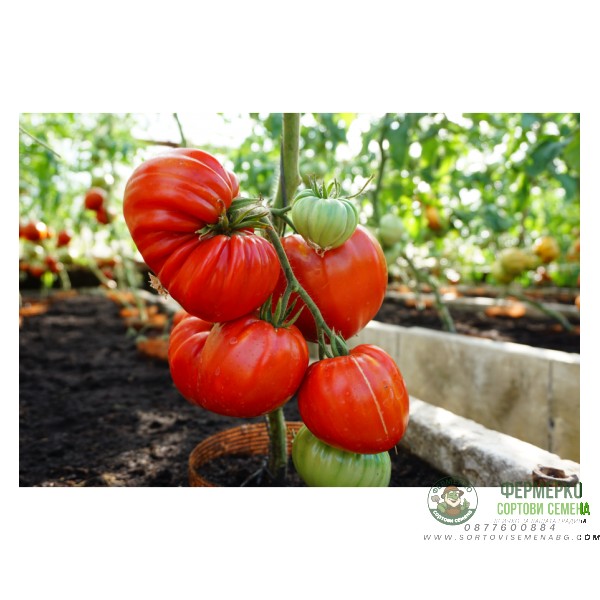 Домат Гурмандиа F1 Gourmandia H
