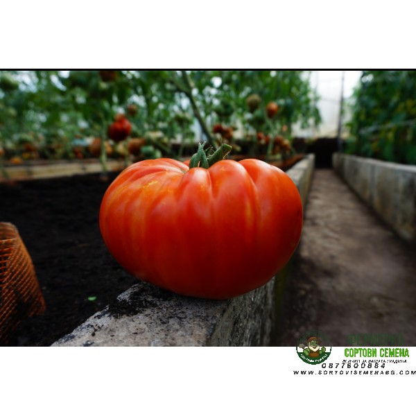 Домати Бъфалостек F1 Buffalosteak H Домати Бъфалостек F1 Buffalosteak H