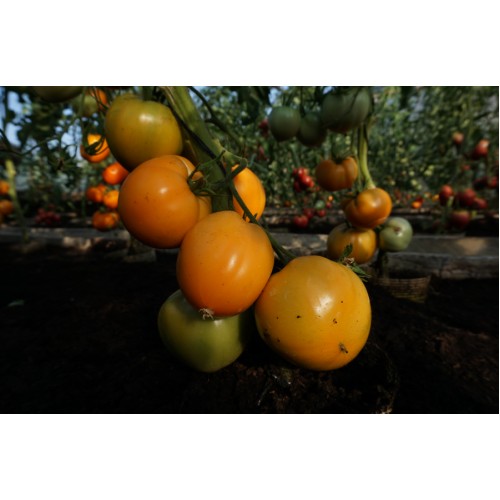 Домати Оранжево сърце / Oxheart orange