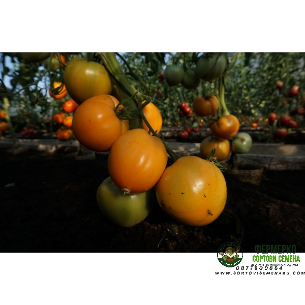 Домати Оранжево сърце Oxheart orange