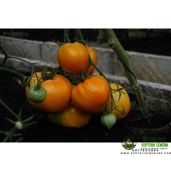 Домати Оранжево сърце Oxheart orange