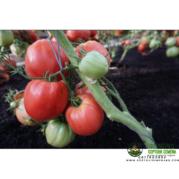 Домати Розово Чудо F1 Pink Wonder H