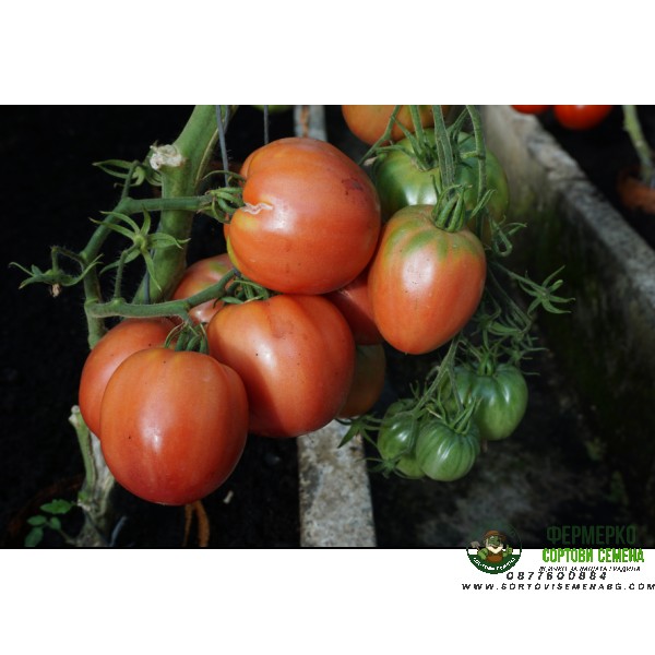 Домати Розово Чудо F1 Pink Wonder H