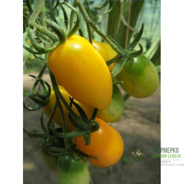 Домати Тайко