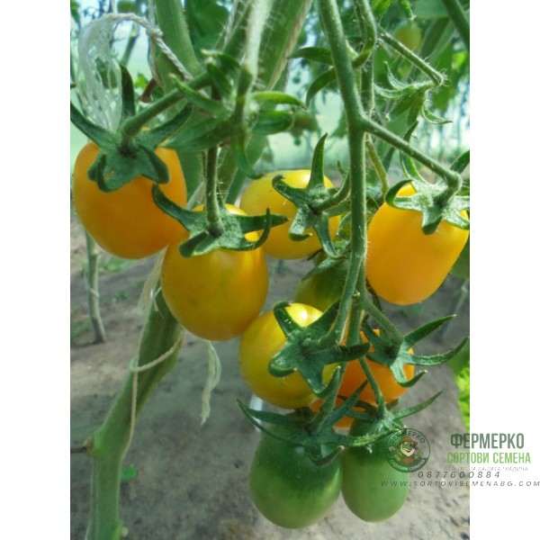 Домати Тайко