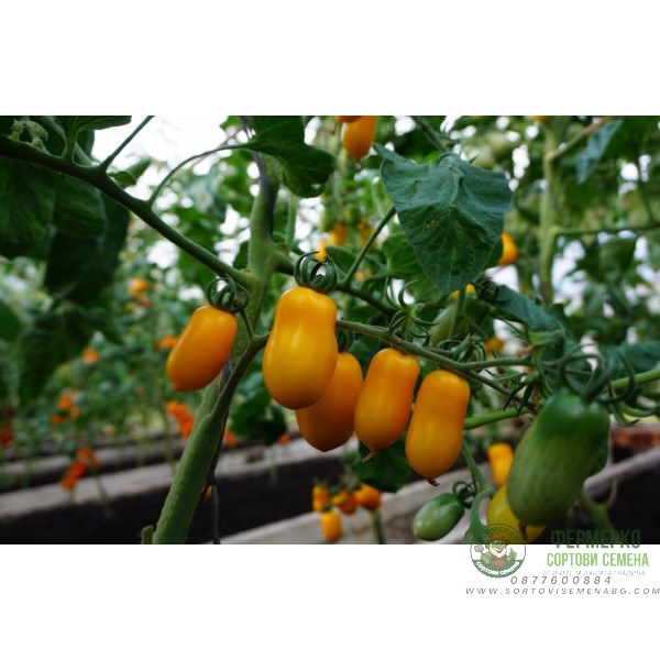 Домати Тайко