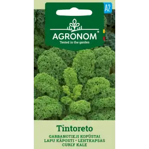 Кейл къдрав Тинторето / Tintoreto