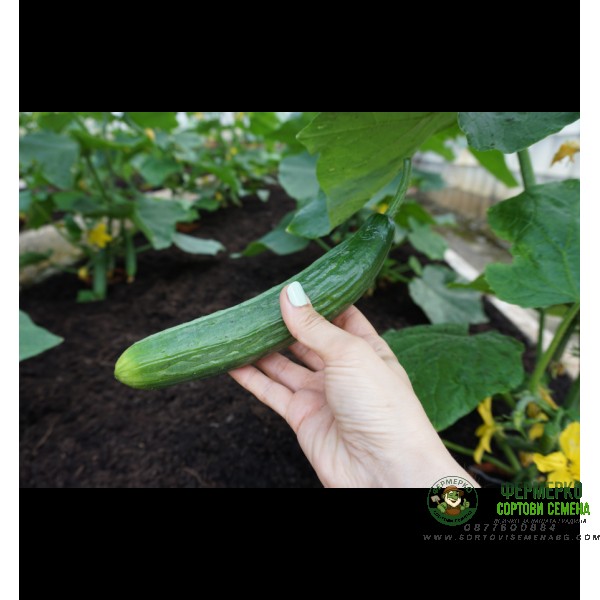 Краставици Формула F1 Formule H Краставици Формула F1 Formule H