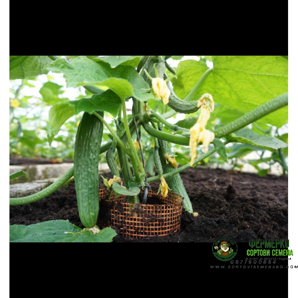 Краставици Формула F1 Formule H Краставици Формула F1 Formule H