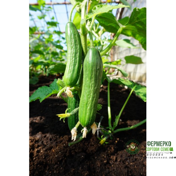 Краставици Пони F1 Pony H