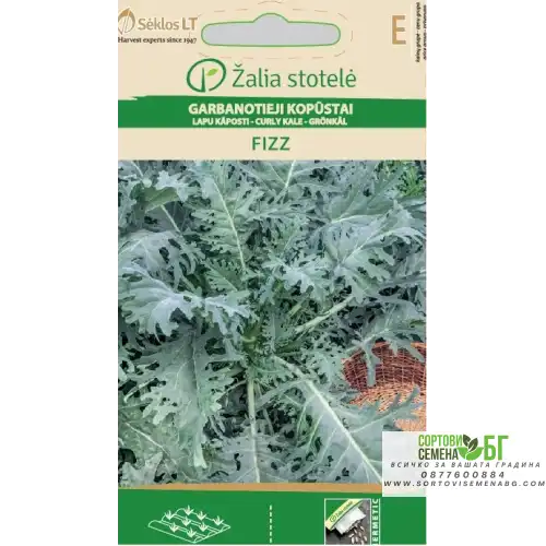 Кейл (Къдраво зеле) Fizz / Brassica oleracea Кейл (Къдраво зеле) Fizz / Brassica oleracea