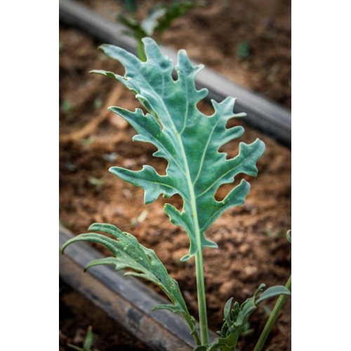 Кейл (Къдраво зеле) Fizz / Brassica oleracea