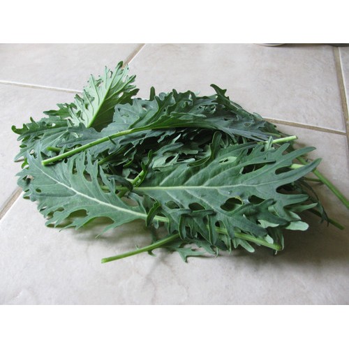 Кейл (Къдраво зеле) Fizz / Brassica oleracea