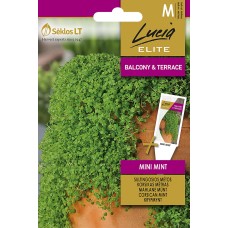 Мента Корсиканска Мини Mentha requienii