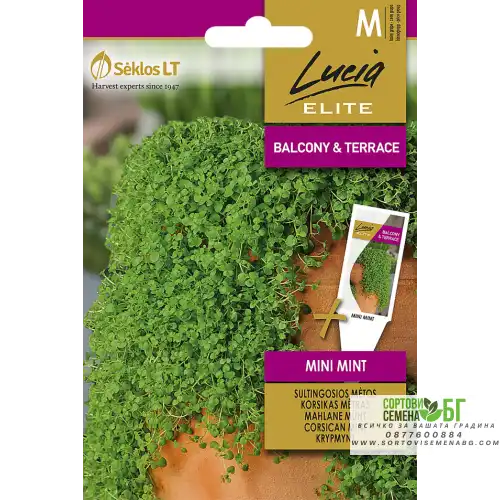 Мента Корсиканска Мини / Mentha requienii Мента Корсиканска Мини / Mentha requienii