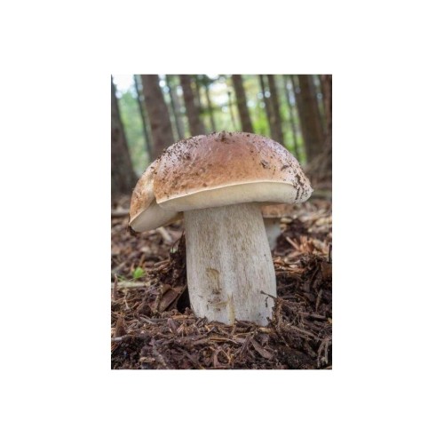 Мицел за Манатарка (Boletus edulis)