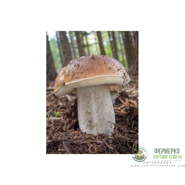 Мицел за Манатарка (Boletus edulis)