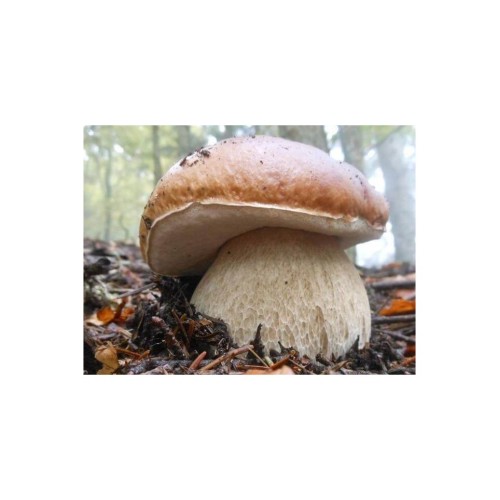 Мицел за Манатарка (Boletus edulis)