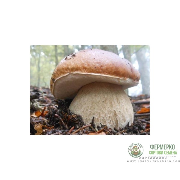 Мицел за Манатарка (Boletus edulis)