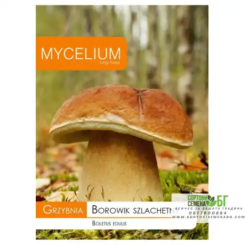 Мицел за Манатарка (Boletus edulis)