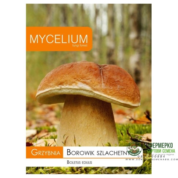 Мицел за Манатарка (Boletus edulis)